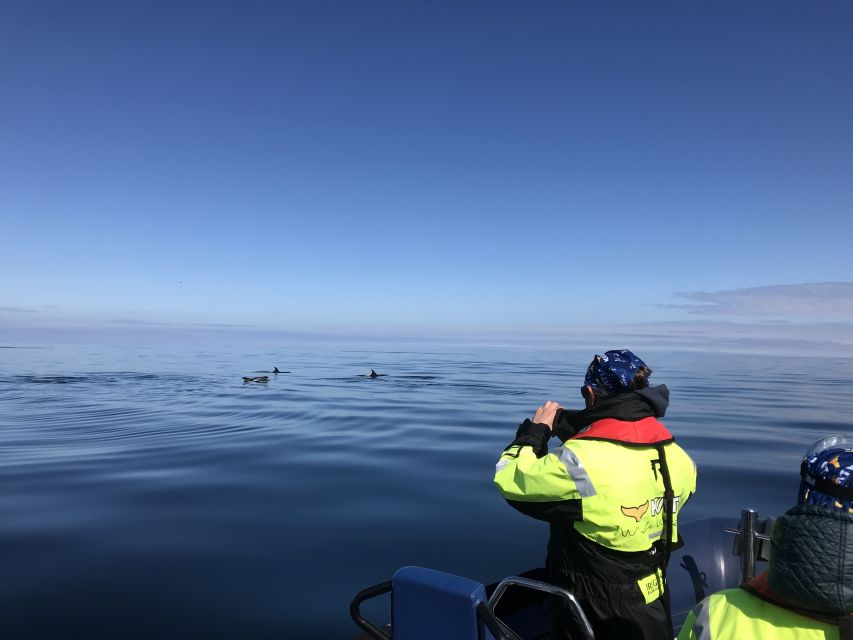 From Reykjavik: Whale Watching Tour by Speedboat - Who this tour suits best (and who should think twice)