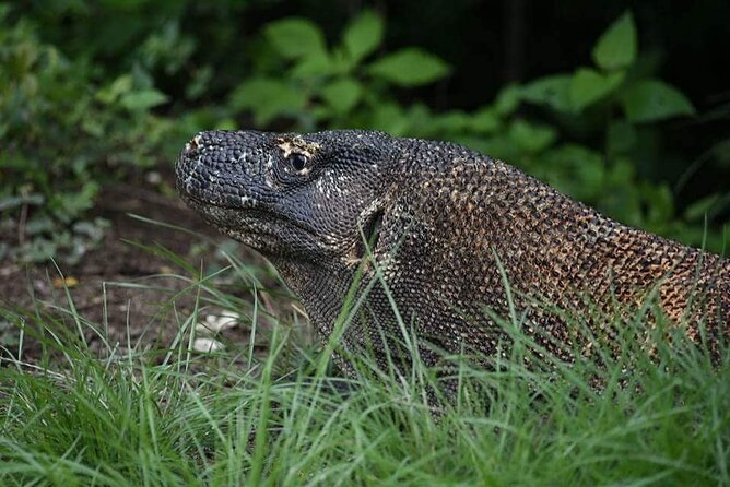 Full-Day Adventure Tour to komodo Island with join Speed Boat tur - A Full-Day Timeline You Can Actually Plan Around