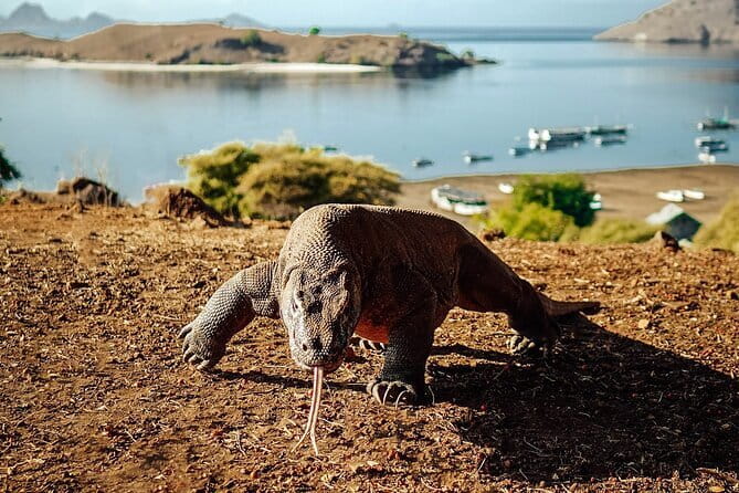 Full Day Komodo Tour With Hey Bali Info Visit 6 Spot - Padar Island Trek: The Climb for the View