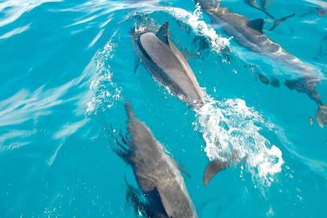Full day Shared Speedboat Tour - South West Lagoon Dolphin Swim - The morning speedboat to Mauritius dolphins (and why the rules matter)