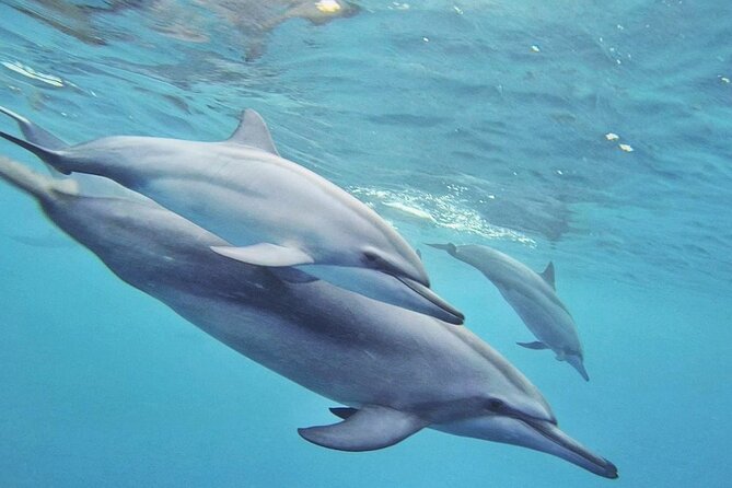 Full day Shared Speedboat Tour - South West Lagoon Dolphin Swim - The big caution: missed pickup and the risk you should manage