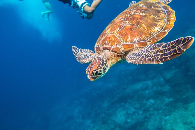 Full-day Tour to the Similan Islands by Speedboat from Khao Lak - Ko Hin Pousar (Similan Island #7): Snorkeling for Coral and Sea Turtles