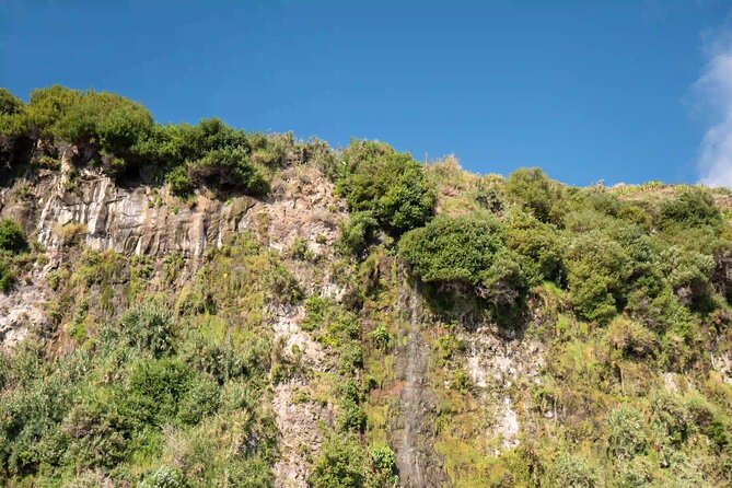 Funchal: Speedboat tour- SEE THE ISLAND AND LIFE AT SEA - Dolphins and Whales: How to Approach the Wildlife Side