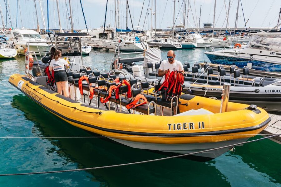 Funchal: Whale and Dolphin Watching Speed Boat Tour - Key Things You Should Know
