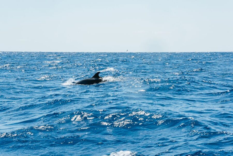 Funchal: Whale and Dolphin Watching Speed Boat Tour - FAQ