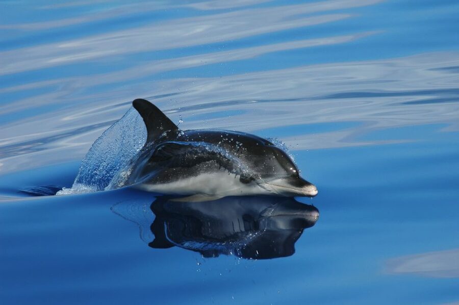 Funchal: Whale and Dolphin Watching Speed Boat Tour - Pier 8, Ventura Nature Emotions: Where Your Whale Trip Starts