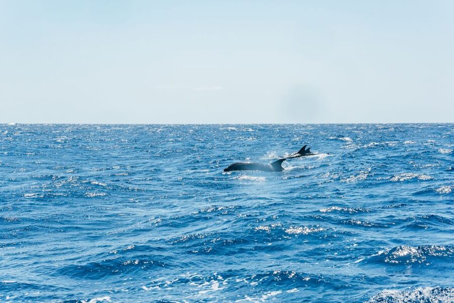 Funchal: Whale and Dolphin Watching Speed Boat Tour - The 2.5 Hours on Madeira’s Coast: What Sightings Can Look Like