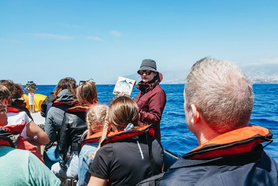 Funchal: Whale and Dolphin Watching Speed Boat Tour - Why This Speed Boat Feels Different Than the Big Boats