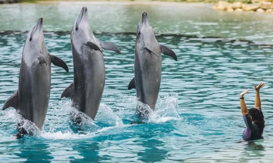 Gold Coast: Jet Boat Ride & Sea World Entry Ticket - Arro Jet on the Broadwater: 45 Minutes of Real Thrills
