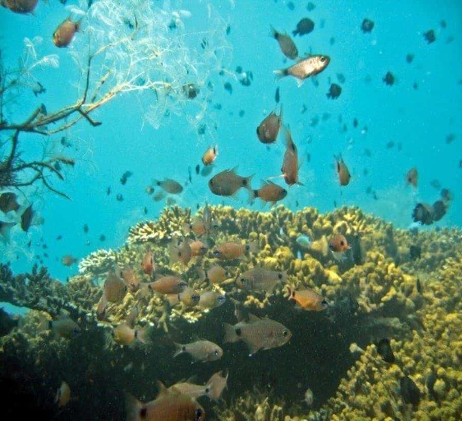 Hoi An: Cham Islands Snorkeling Trip by Speedboat with Lunch - Speedboat to the Cham Islands: the 8-hour day starts fast