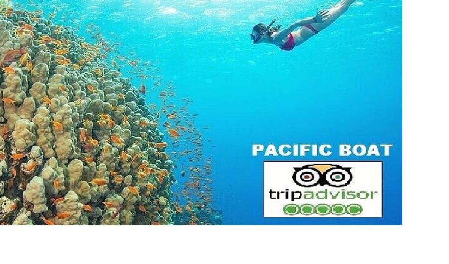 Hoi An/Da Nang: Snorkelling & Island-Hopping Speedboat Tour - Dai Island snorkeling: soft coral, colorful fish, and an easy entry