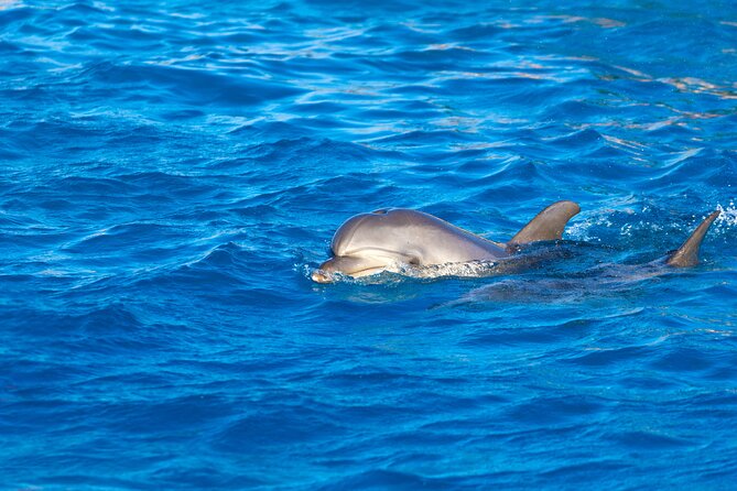 Hula Hula Island and Dolphin House with Snorkeling by Speedboat - Hula Hula Beach Island: Reef Views, Sea Creatures, and Easy Beach Time