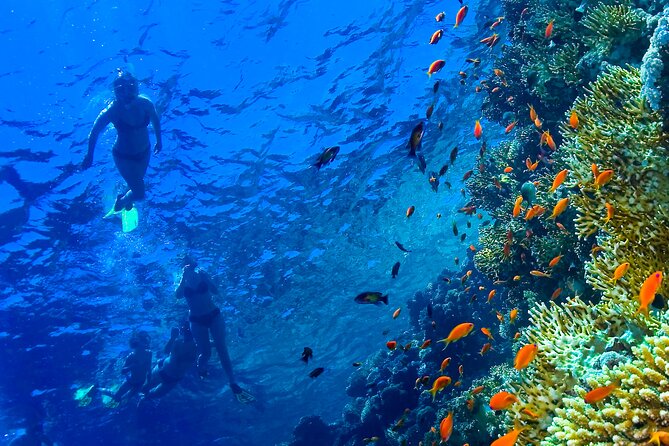 Hula Hula Island and Dolphin House with Snorkeling by Speedboat - Private for Up to 6: What That Changes for Your Day