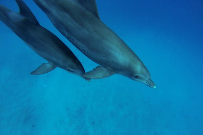 Hula Hula Island and Dolphin House with Snorkeling by Speedboat - Weather and Sea Conditions: The One Thing You Can’t Control