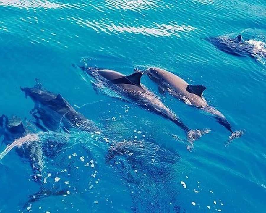 Hurghada: Dolphin House & Water sports Banana by Speedboat - Private speedboat to Dolphin House: the fast track out of Hurghada heat