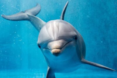 Hurghada: Private 4 Hours Speedboat Dolphin House Snorkling Tour - Dolphin House vs Paradise Island vs Orange Bay: pick your vibe