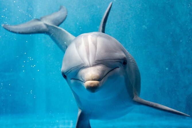 Hurghada: Private 4 Hours Speedboat Dolphin House Snorkling Tour - Dolphin House vs Paradise Island vs Orange Bay: pick your vibe