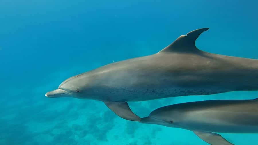 Hurghada: Private Speedboat Adventure with Snacks & Pick-up - Hurghada Dolphin Time: Watching vs Swimming (And What to Expect)
