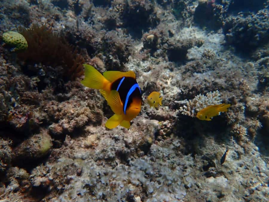 Hurghada: Private Speedboat to Magawish Island - Food, Drinks, and the Small Stuff That Saves Your Day