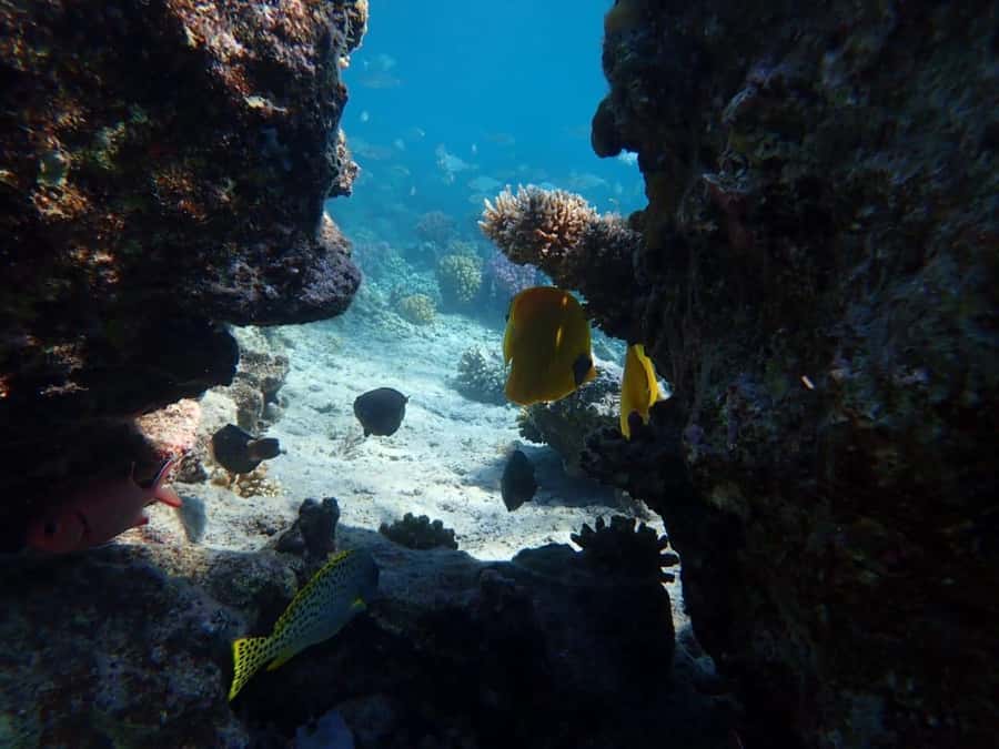 Hurghada: Private Speedboat to Magawish Island - Guides, Captains, and Real-World Help (Mohammed’s Story)