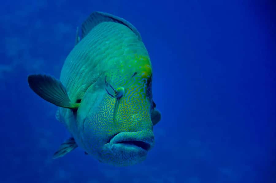 Hurghada: Snorkelling Trip by Speedboat with Hotel Pickup - Stop Two: Giftun Island Reefs and the Offshore Water Clarity