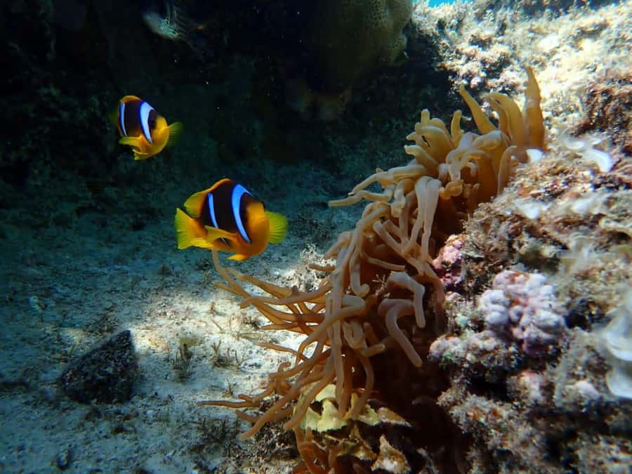 Hurghada: Snorkelling Trip by Speedboat with Hotel Pickup - Extra Stops You Might Get: Sandbar Time and the Egyptian Maldives Beach