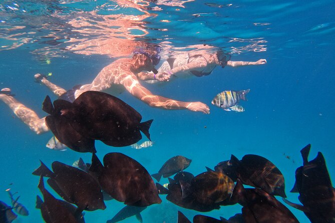 Hurghada Speedboat Dolphin Watching and Snorkeling - Snorkeling in the Red Sea: what you’ll likely experience