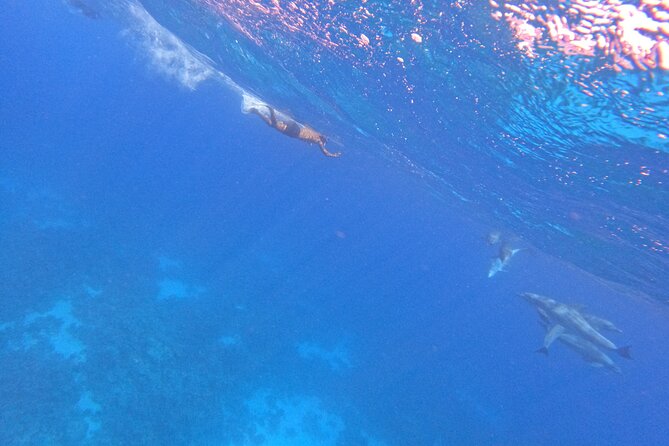 Hurghada Speedboat Dolphin Watching and Snorkeling - Staff and safety: what to look for once you’re on board