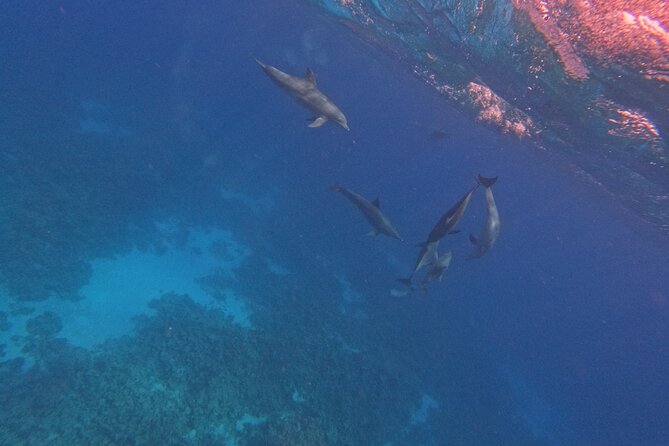 Hurghada Speedboat Dolphin Watching and Snorkeling - Price and value: is $47.12 a good deal?