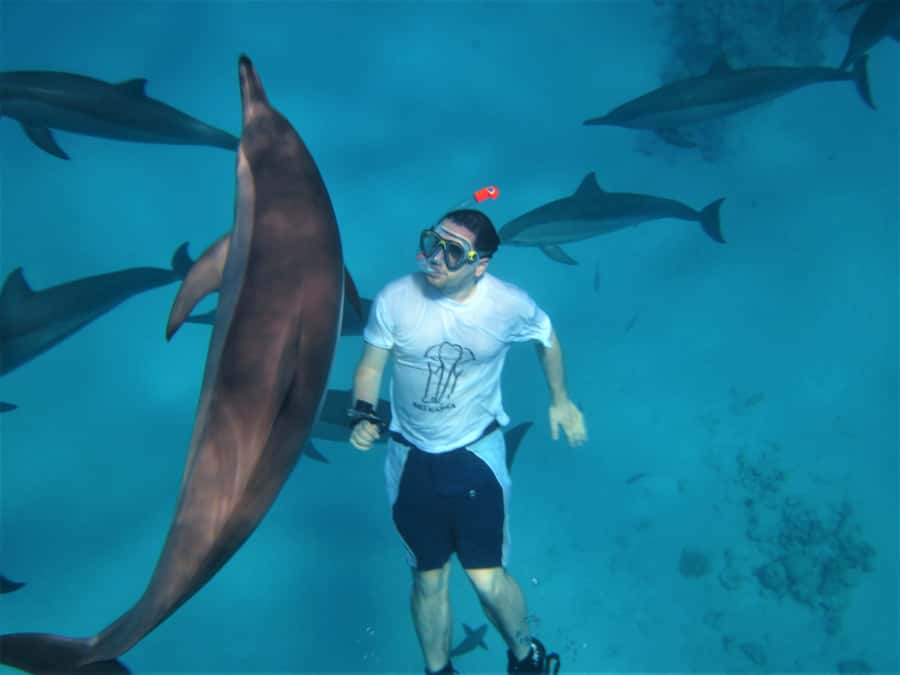 Hurghada: Speedboat Dolphin Watching & Snorkeling with Lunch - Key things to know before you go