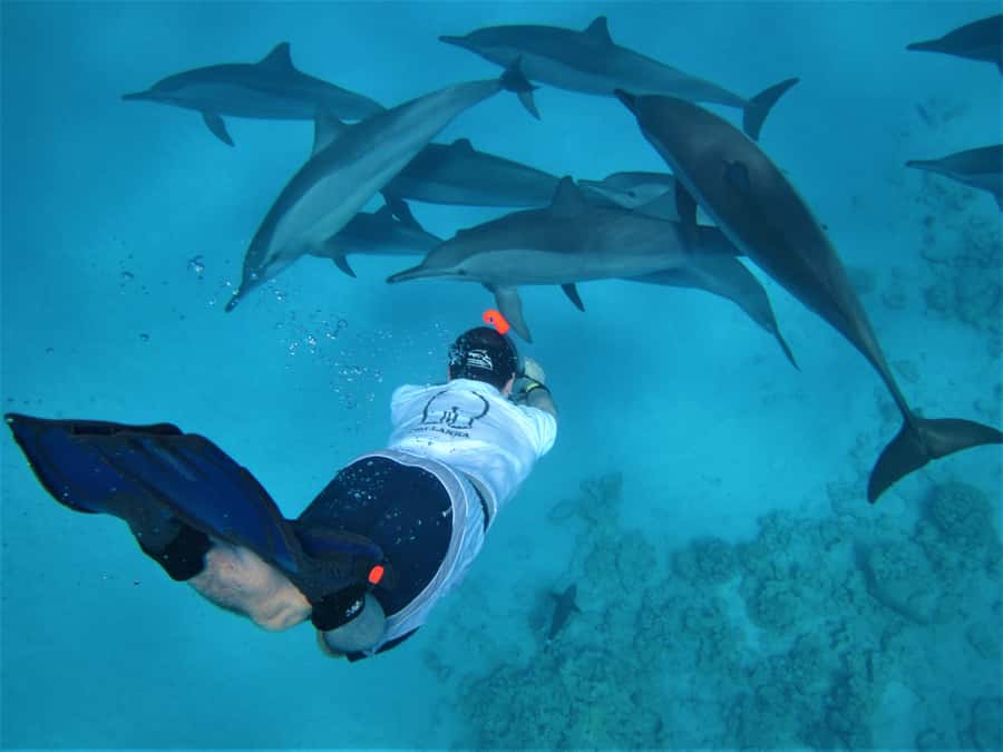 Hurghada: Speedboat Dolphin Watching & Snorkeling with Lunch - Reef snorkeling with a guide: what you’re likely to see