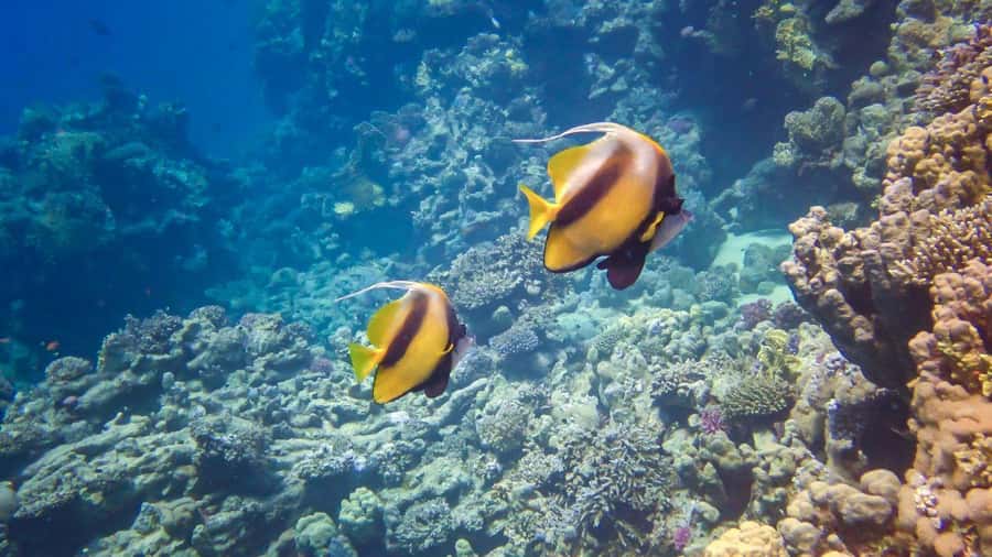 Hurghada: Speedboat Dolphin Watching & Snorkeling with Lunch - The island break: lunch, swim time, and the Orange Bay feel