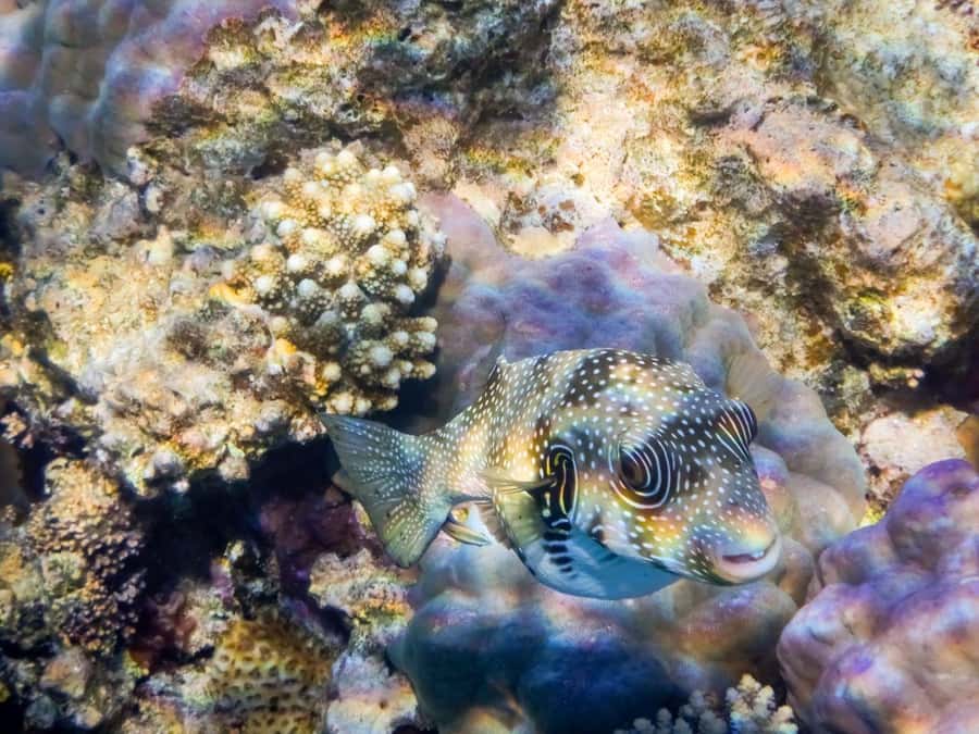 Hurghada: Speedboat Dolphin Watching & Snorkeling with Lunch - Value check: does $40 feel fair for Hurghada?