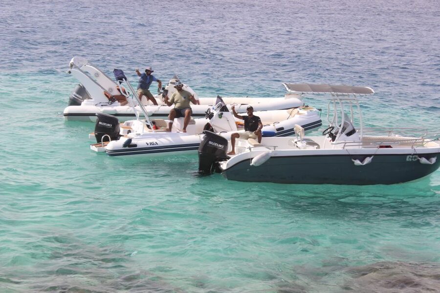 Hurghada: Speedboat Parasailing Adventures & Hotel Pick up - Dolphins: Swim or Watch From Above