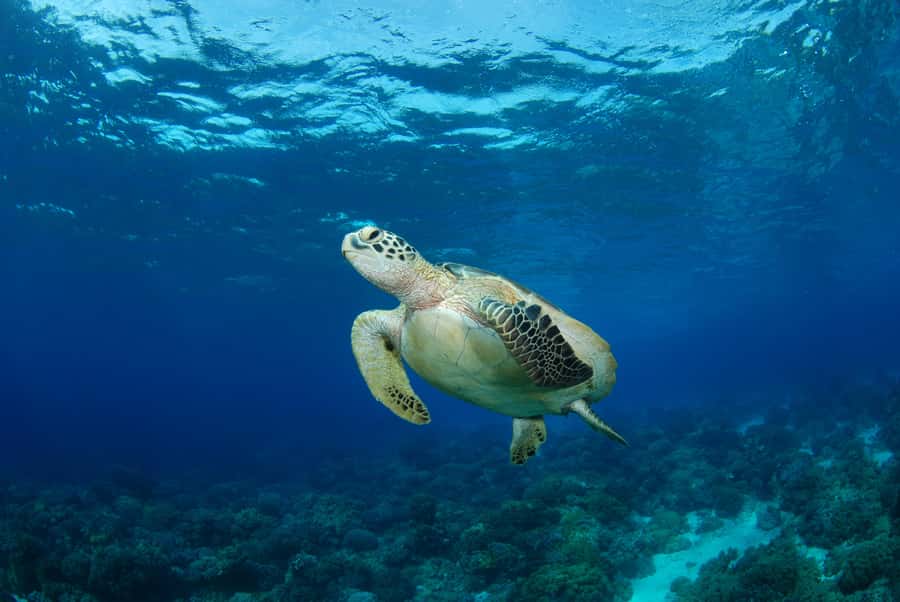 Hurghada: Turtle Bay Speedboat Tour with Snorkeling - Turtle Bay by Speedboat: Why This 4-Hour Format Works