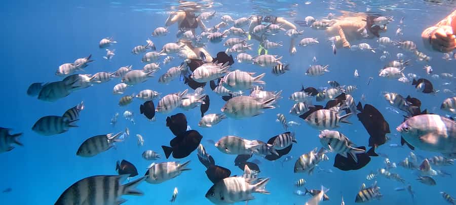 Hurghada: White Island Speedboat Tour, Snorkeling, & Lunch - Price and value: is $180 per group up to 2 a fair deal?