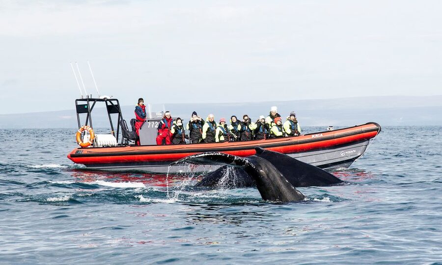 Húsavík: Big Whales and Puffin Island Speedboat Tour - Key Things I’d Watch For on This Húsavík RIB Tour