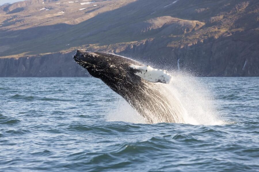 Húsavík: Big Whales and Puffin Island Speedboat Tour - Price and Value at About $198 Per Person