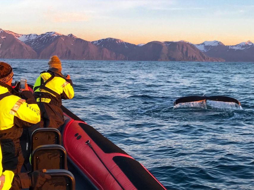 Húsavík: Big Whales and Puffin Island Speedboat Tour - From Hafnarstétt to Skjálfandi Bay: The Part Where You Get Moving