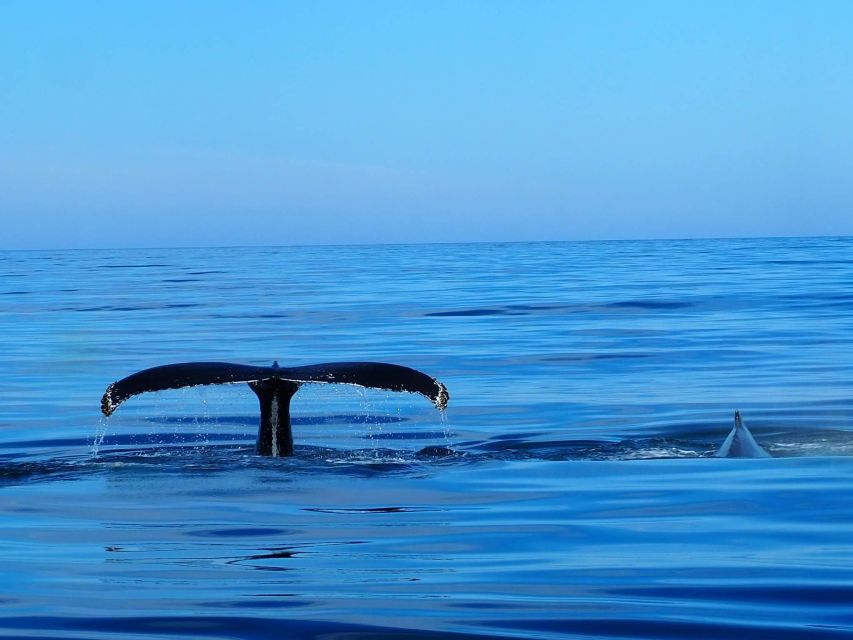 Húsavík: Big Whales and Puffin Island Speedboat Tour - The Main Whale-Watching Zone: Skjálfandi Bay’s Best Moments