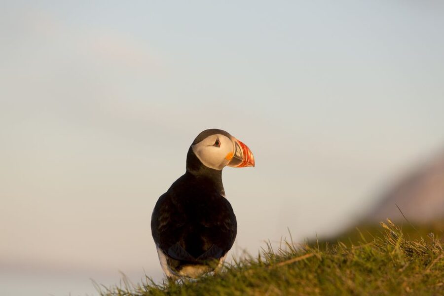 Húsavík: Big Whales and Puffin Island Speedboat Tour - Puffin Island on Lundey: Best If You’re Here in Peak Season