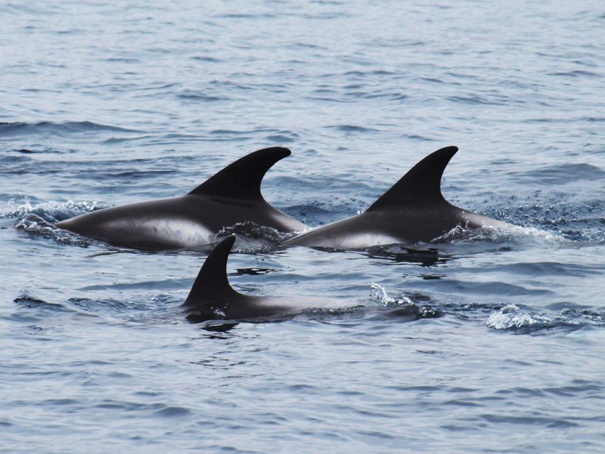 Húsavík: Big Whales and Puffin Island Speedboat Tour - What the 2 Hours Feels Like: Fast, Focused, and Built for Action