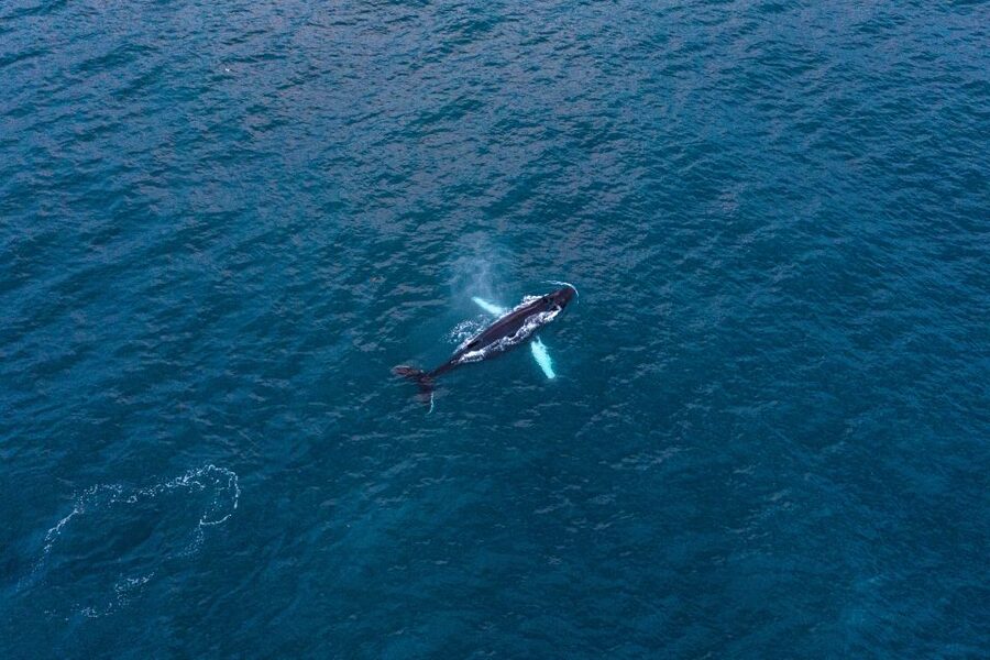 Húsavík: Big Whales and Puffin Island Speedboat Tour - Safety, Seasickness, and Comfort: The Stuff You Actually Need to Know