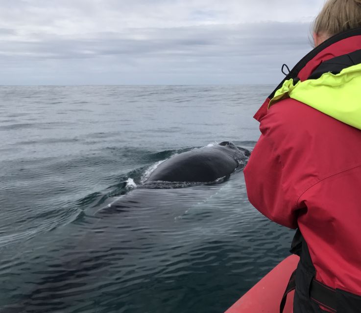 Húsavík: Big Whales and Puffin Island Speedboat Tour - Guides and Captains: Why Their Style Can Change Your Whole Trip