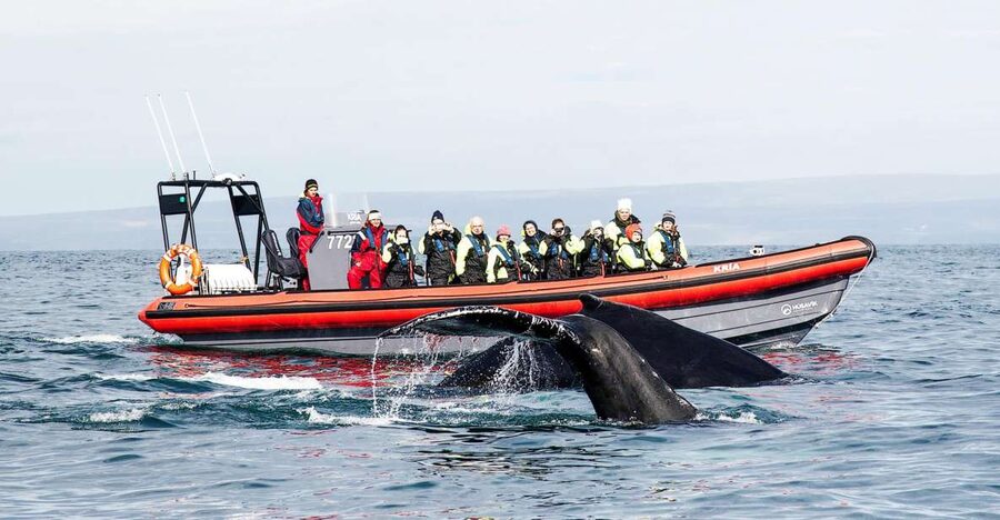 Húsavík: Big Whales and Puffin Island Speedboat Tour - Getting Dressed Like a Pro: Warm Overalls and What They Don’t Solve
