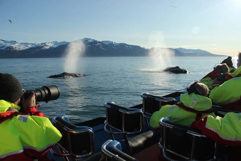 Húsavík: Original Big Whale Safari & Puffins by Speedboat - Key highlights that matter in real life