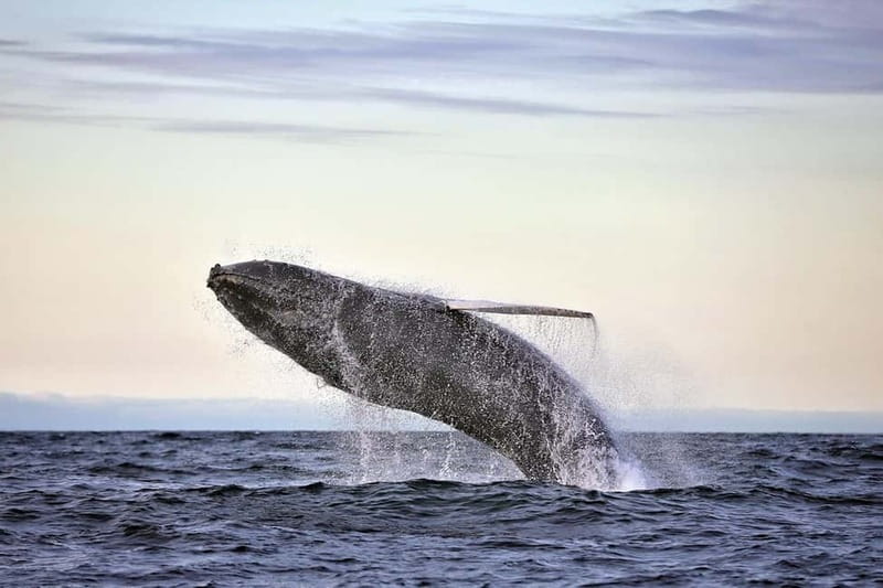 Húsavík: Original Big Whale Safari & Puffins by Speedboat - Húsavík RIB whale watching: why speed changes everything