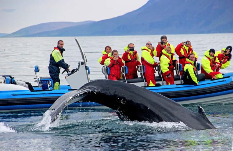 Húsavík: Original Big Whale Safari & Puffins by Speedboat - Safety briefing first, then the ride: what to expect from a RIB