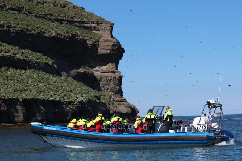 Húsavík: Original Big Whale Safari & Puffins by Speedboat - Puffin Island (when it’s on): thousands of colorful birds, with real limits