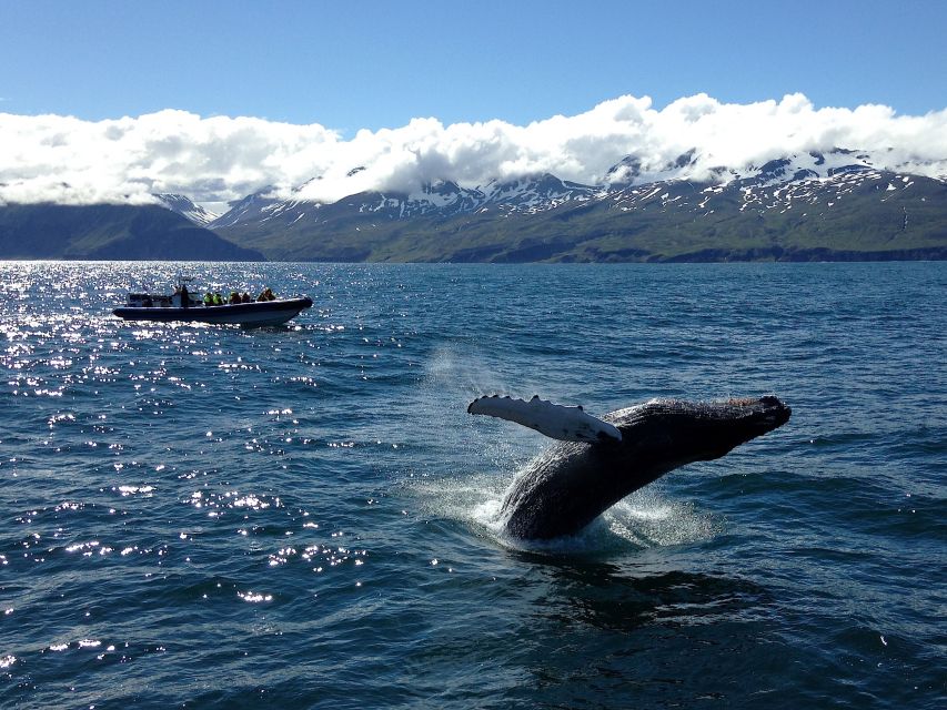 Húsavík: Original Big Whale Safari & Puffins by Speedboat - Skjálfandi Bay whale search: how the boat, guide, and sea team up